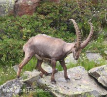 Alpine ibex