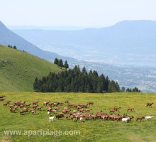 Walking in the Bauges mountains