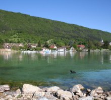 Un canard sur le lac d'Annecy, Sevrier